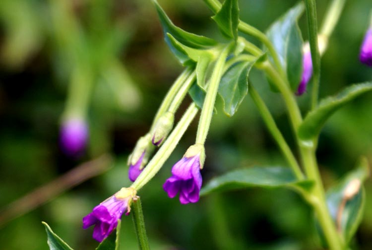 sul ruscello - Epilobium cfr. alsinifolium